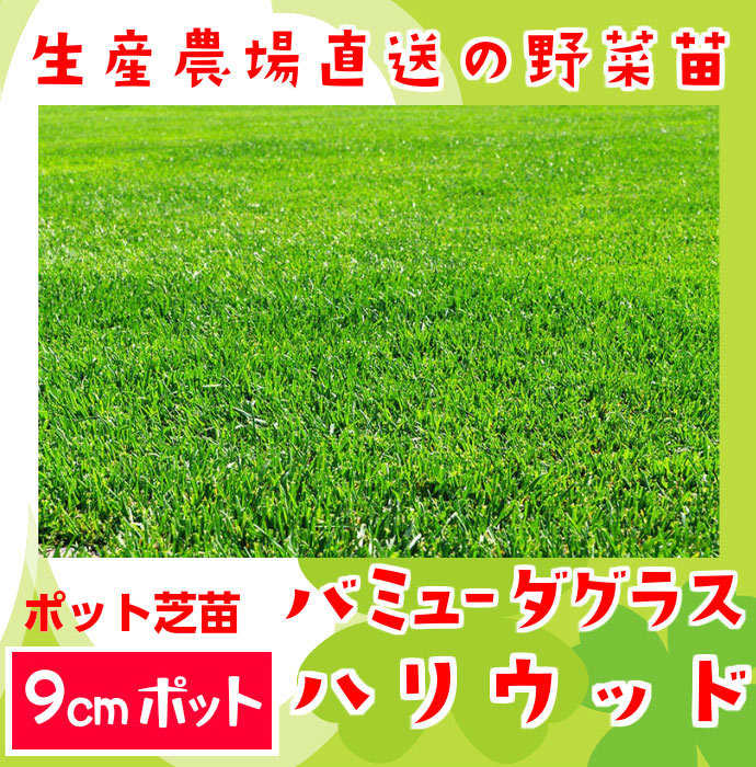 てしまの苗 ポット芝苗 バミューダグラス ハリウッド ポット芝 すべての商品 てしまの苗屋 本店