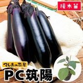 �ڤƤ��ޤ��ġ�Ĺ�ʥ��ġ�PC���ۡ������ġ�9cm�ݥå�