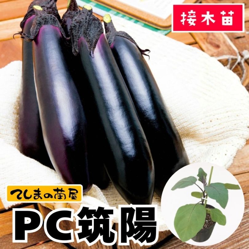 筑陽×台太郎　1本220円接木茄子の苗 てしまの苗】長ナス苗 PC筑陽 接木苗 9cmポット | てしまの野菜苗,果菜