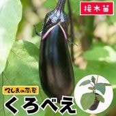 �ڤƤ��ޤ��ġ���Ĺ�ʥ��ġ������٤��������ġ�9cm�ݥå�