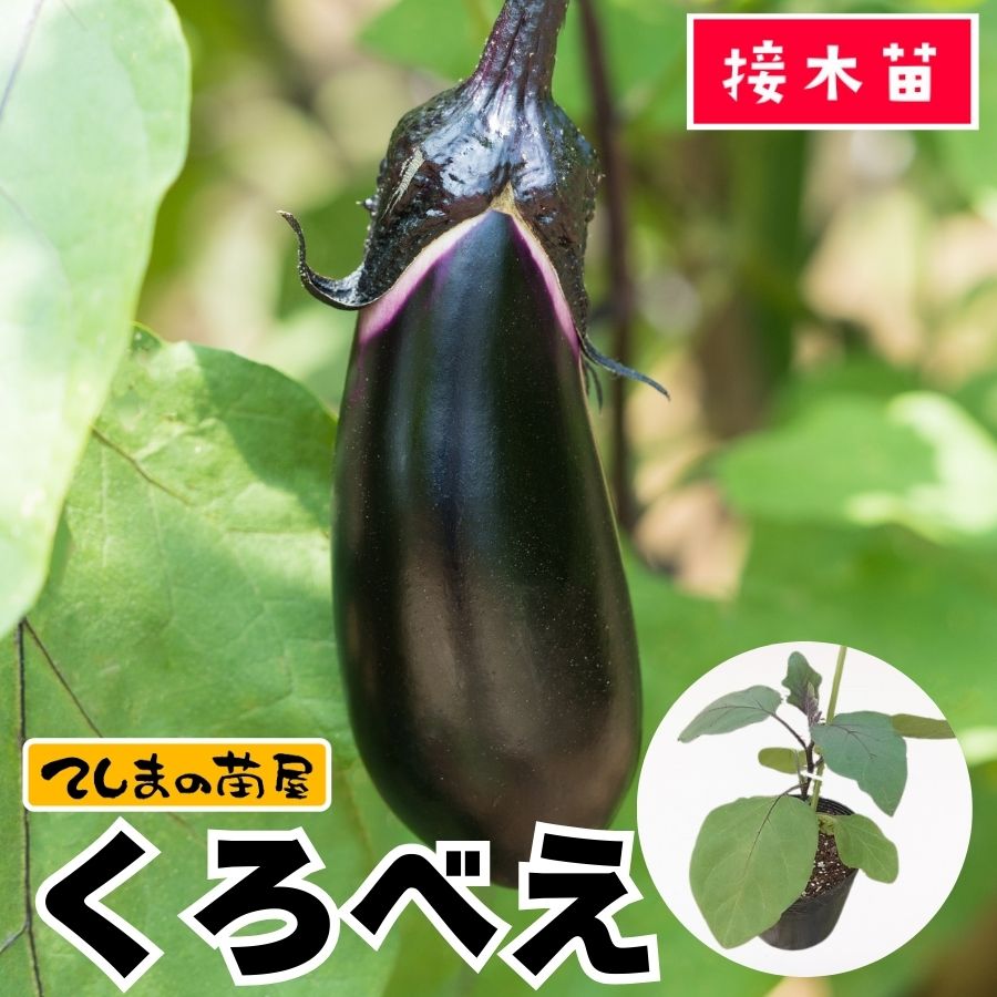 てしまの苗】中長ナス苗 くろべえ 接木苗 9cmポット | てしまの野菜苗