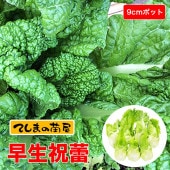 ڤƤޤġ һġ鲡碌夯餤9cmݥåȡպ