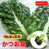 ڤƤޤġ 饷ġĤڡ9cmݥåȡպ