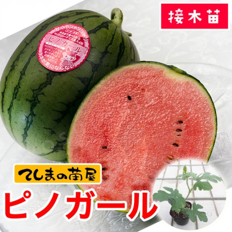 �ڤƤ��ޤ��ġۡ����̥������ġ��ԥΥ����롡9cm�ݥåȡ����������Ǻ�������