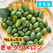 �ڤƤ��ޤ��ġۡ����夦������9cm�ݥåȡ����꡼�󥫡��ƥ󡡼�����