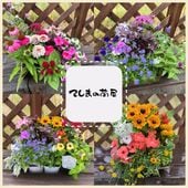 �ڤƤ��ޤβ��ġ� ����β��ĥ��å� <br>����10���������ǥ˥󥰤ˡ��ʼ����ϤǤ��ޤ���<br>����̵�����̳�ƻ���������������600��