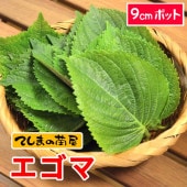 ڤƤޤġۡޡ9cmݥåȡޡ㡡