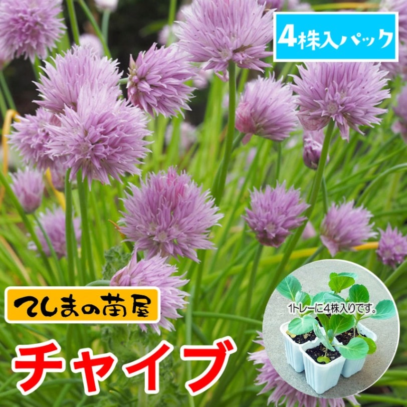 コンフリー苗 1株 茎約25本 - メルカリ