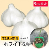 �ڤƤ��ޤ��ġ� �˥�˥��ġ��ۥ磻��ϻ�ҡ�9����ݥåȡ��պ���