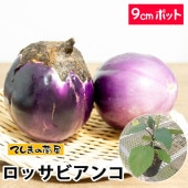 �ڤƤ��ޤ��ġ� �ʥ��ġ����å��ӥ��󥳡�9����ݥåȡ��Ǻ�������