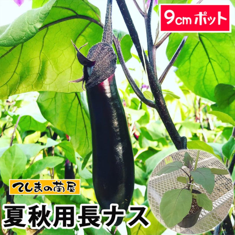 てしまの苗】 夏秋栽培用接木長ナス 品種指定なし 9cmポット | てしま