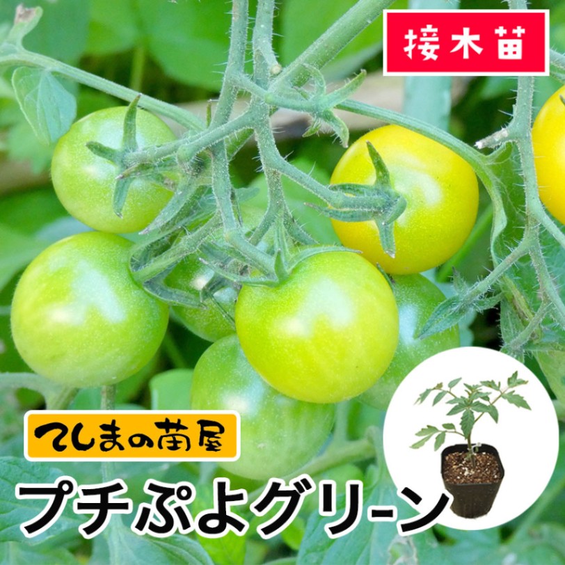 てしまの苗】ミニトマト苗 CFプチぷよグリーン 9cm 断根接木苗 | て