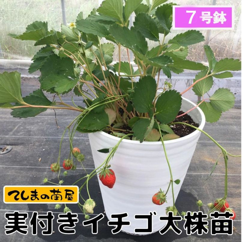 てしまの苗】 実付きイチゴ大株苗 ※鉢付き(鉢は黒になります