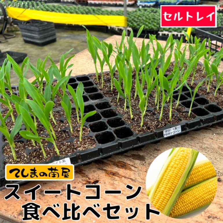 てしまの苗】 スイートコーン 3種食べ比べセット 実生苗 セル苗32株×3