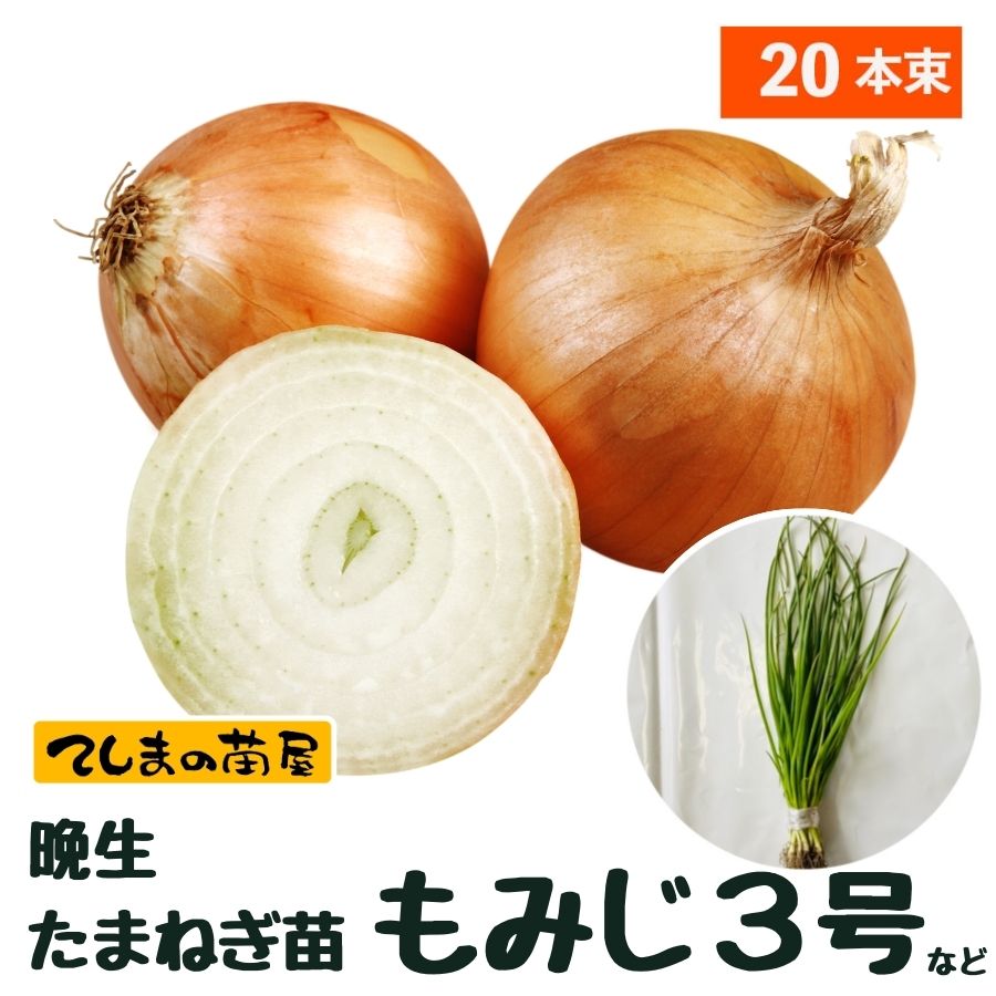 玉ねぎ苗⭕️レッドグラマー２５００本⭕️【野菜苗】【玉葱苗】 玉ねぎ苗⭕️レッドグラマー2500本⭕️【野菜苗】【玉葱苗