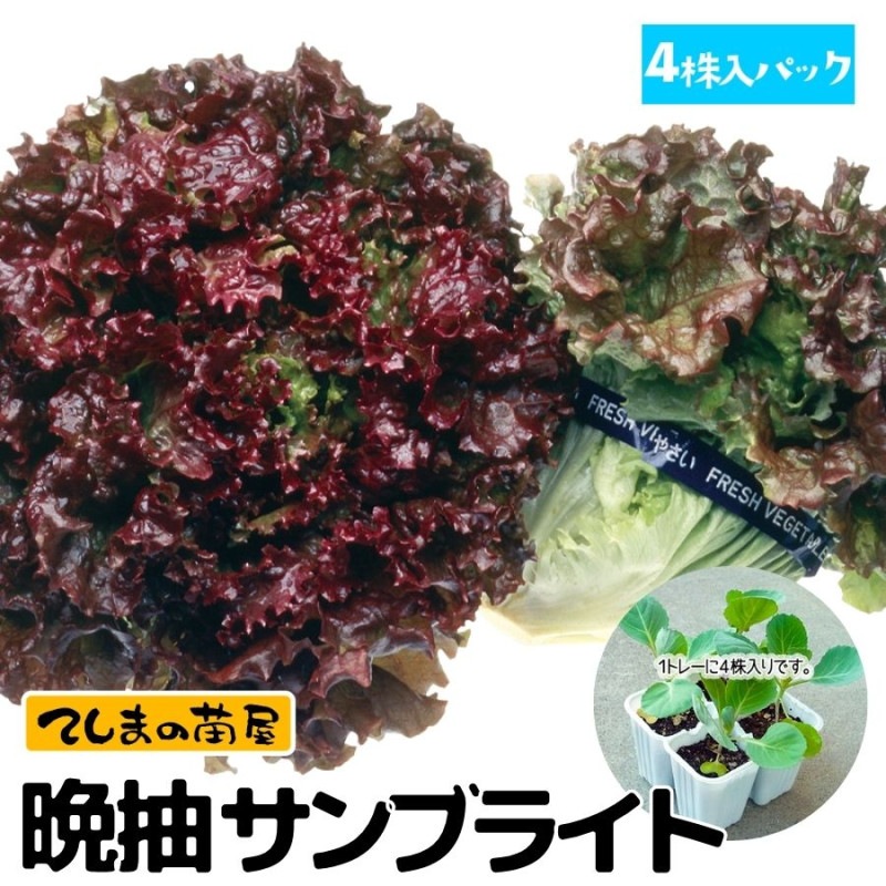 ڤƤޤġۥˡ쥿ġꥵ֥饤ȡ4ѥåպ