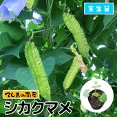 新鮮 空芯菜14キロ Amazon.co.jp: 国内産 空芯菜 1袋 80g : Food, Beverages & Alcohol