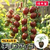 てしまの苗】 ミニトマト苗 キャロルスター 断根接木苗 9cmポット 野菜