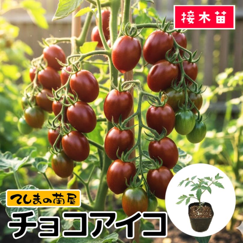 てしまの苗】ミニトマト苗 チョコアイコ 断根接木苗 9cmポット | て