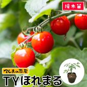 てしまの苗】 トマト苗 桃太郎ゴールド 断根接木苗 9cmポット 野菜苗