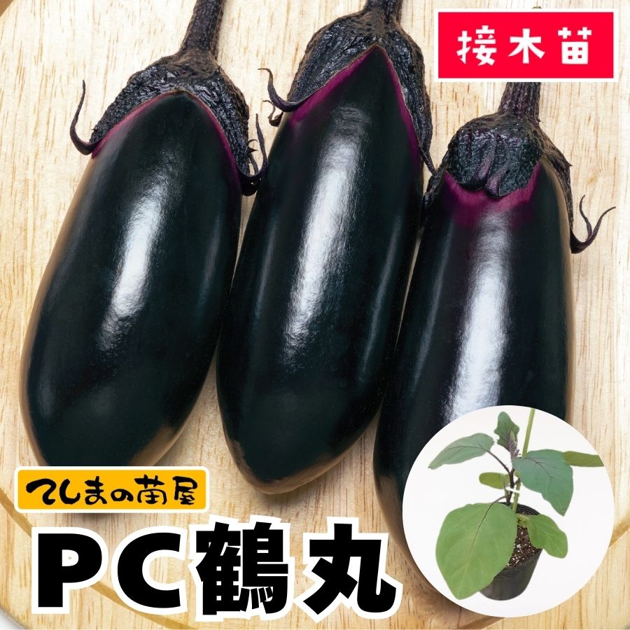 ナス苗U てしまの苗】長ナス苗 PC鶴丸 断根接木苗 9cmポット | てしまの野菜苗