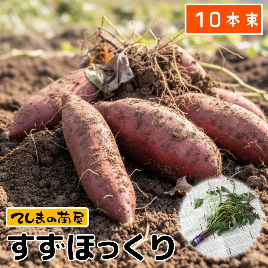 【4/12以降で発送】すずほっくり切苗 500本 香川県産 てしまの苗】 さつまいも苗（イモヅル） すずほっくり 1束10本入り