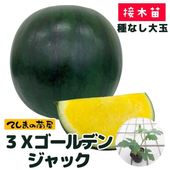 雪下ふきのとう・スイカ苗・山菜　お問い合わせページ 雪下ふきのとう・スイカ苗・山菜 お問い合わせページ 【公式通販】