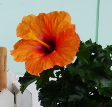 �ϥ��ӥ�����