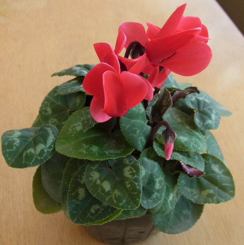 ガーデンシクラメン 9cmポット | てしまの花苗 | | てしまの苗屋 本店