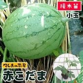 �ڤƤ��ޤ��ġ� ���̥����� �֤����� �Ǻ������� 9cm�ݥå� ����� ���� �� ���� �ڿ͵���