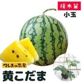 �ڤƤ��ޤ��ġ�  ���̥����� �������� �Ǻ������� 9cm�ݥå� ����� ���� �� ����  �ڿ͵���