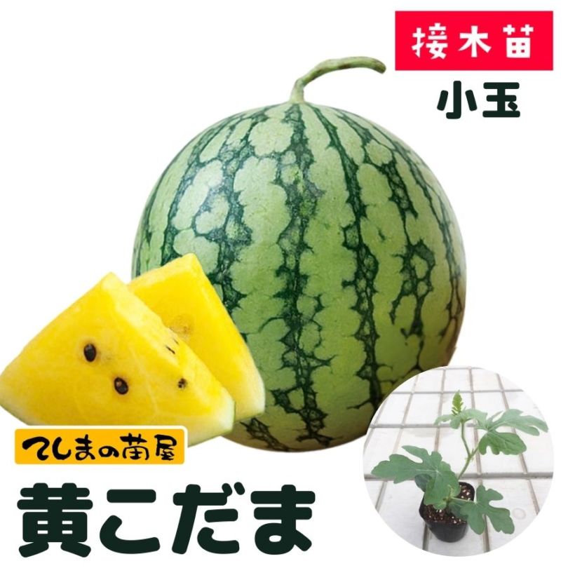 てしまの苗】 小玉スイカ 黄こだま 断根接木苗 9cmポット 野菜苗 培土