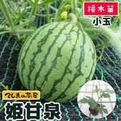 �ڤƤ��ޤ��ġ� ���̥����� ɱ���� �Ǻ������� 9cm�ݥå� ����� ���� �� ���� �ڿ͵���