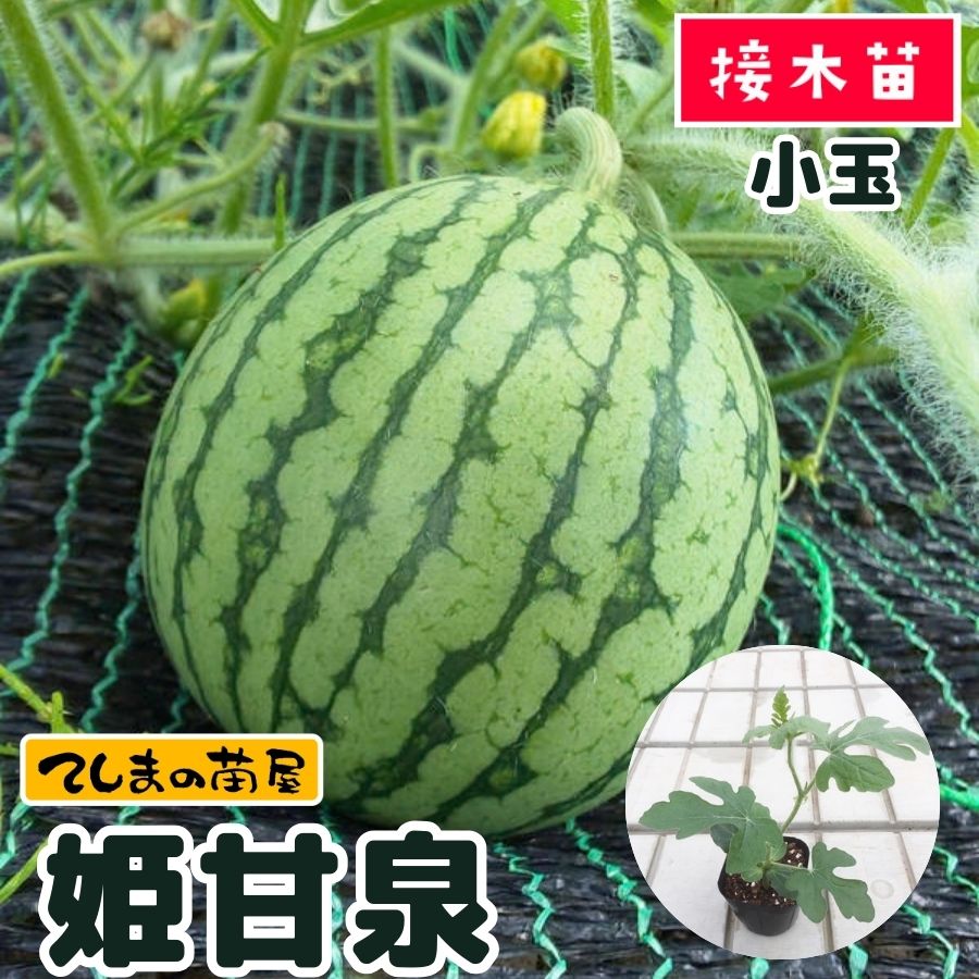 てしまの苗】 小玉スイカ 姫甘泉 断根接木苗 9cmポット 野菜苗 培土 種