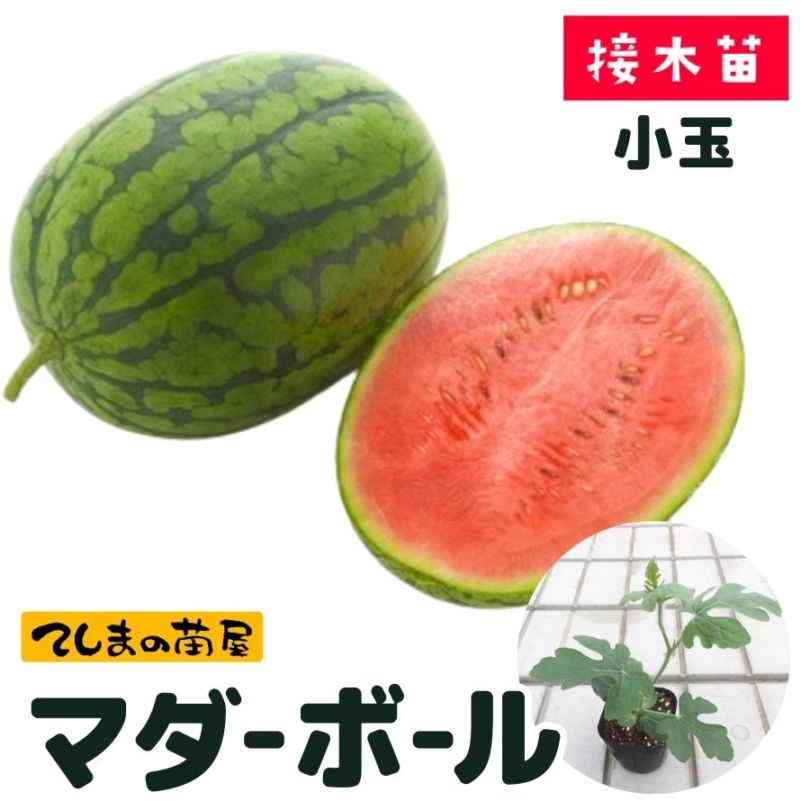 てしまの苗】 楕円スイカ マダーボール 断根接木苗 9cmポット 野菜苗