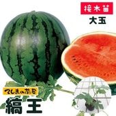 �ڤƤ��ޤ��ġ�  ����֥����� �ʲ� �Ǻ������� 9cm�ݥå� ����� ���� �� ���� �ڿ͵���