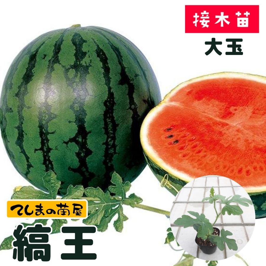 てしまの苗】 大玉赤スイカ 縞王 断根接木苗 9cmポット 野菜苗 培土 種