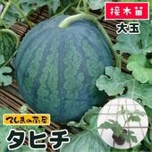 �ڤƤ��ޤ��ġ�  ����ֹ��饹���� ���ҥ� �Ǻ������� 9cm�ݥå� ����� ���� �� ����  �ڿ͵���