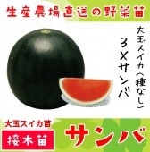 ڤƤޤġ  3ߥ  Ǻ 9cmݥå ڿ͵