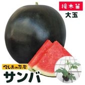 �ڤƤ��ޤ��ġ� �������� 3�ߥ����  �Ǻ������� 9cm�ݥå� �ڿ͵���