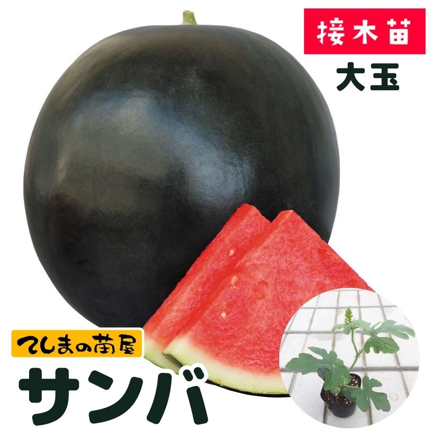 てしまの苗】 スイカ苗 3×サンバ 断根接木苗 9cmポット 【人気】 | て
