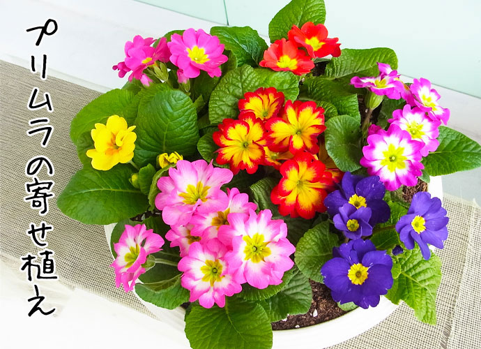 �ץ���7���󤻿���