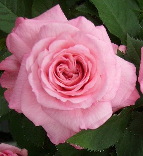 モンテカッシーノ・フォーエバー | てしまの花苗,バラ苗 | | てしまの