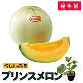 �ڤƤ��ޤ��ġ� ����� �ץ�󥹥���� �Ǻ������� 9cm�ݥå� ����� ���� �� ���� �ڿ͵���