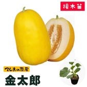 �ڤƤ��ޤ��ġ� �ޥ��復�� ����Ϻ �Ǻ������� 9cm�ݥå� ����� ���� �� ���� �ڿ͵���