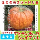 ڤƤޤġ ܥ ȥƥå㥤  9cmݥå     ڿ͵