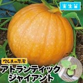 �ڤƤ��ޤ��ġ� ���ܥ����� ���ȥ��ƥ��å����㥤����� ������ 9cm�ݥå� ����� ���� �� ���� �ڿ͵���