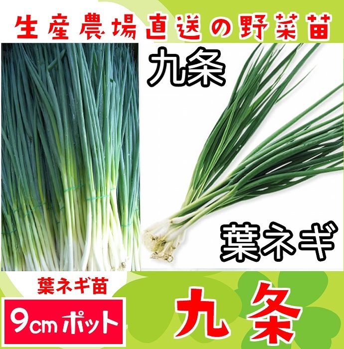 てしまの苗】 ネギ苗 九条細ネギ 9cmポット 野菜苗 培土 種 堆肥
