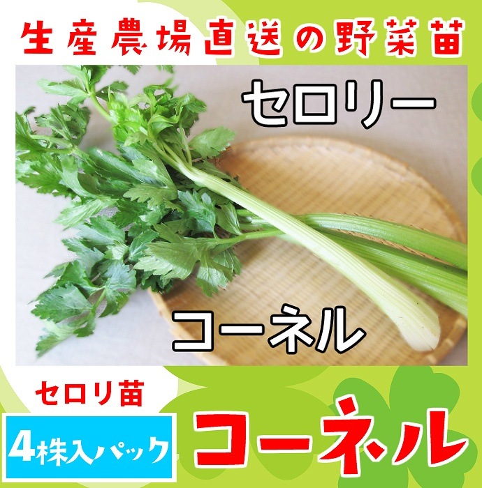 �ڤƤ��ޤ��ġ� �������� �����ͥ� ��������ѥå� �պ��� �ڿ͵���
