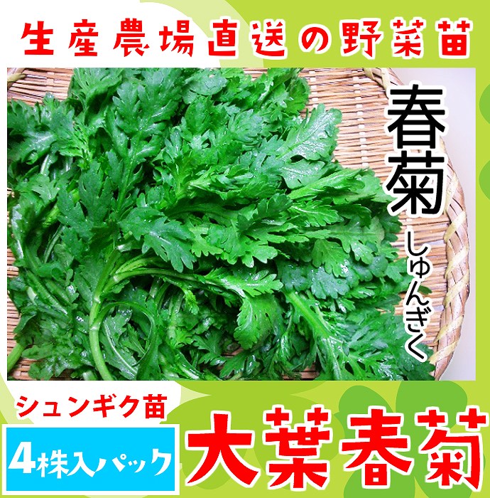 てしまの苗 シュンギク苗 大葉春菊 4株入りパック 葉菜苗 人気 てしまの野菜苗 葉菜類の苗 シュンギク てしまの苗屋 本店 てしまの苗 シュンギク苗 大葉春菊 4株入りパック 葉菜苗 人気 てしまの野菜苗 葉菜類の苗 シュンギク てしまの苗屋 本店